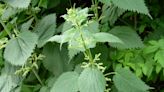 Campbell Vaughn: The stinging nettle weed is well named, but also has health benefits