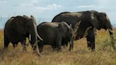 Tourist Trampled to Death by Elephants in South Africa