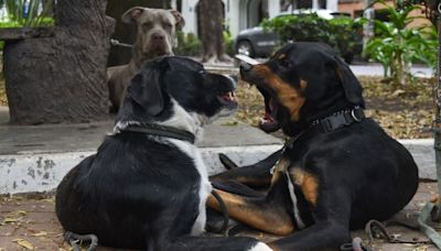 Lo que sueñan los gatos y los perros, según especialistas de Harvard