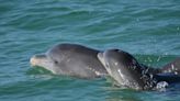 Dolphins use baby talk when communicating with calves, study finds