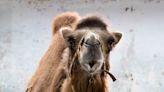 動物園雙峰駱駝「煙雨」食慾降低、挑食 腎臟受損持續治療中