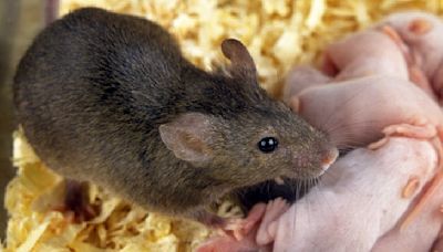 Scientists 'Mind Controlled' Mice Remotely in Extraordinary World First