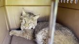 Back to the wild, orphaned bobcat kittens rescued by SWVA Wildlife Center successfully released