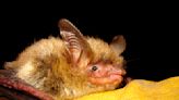 Senate votes to limit critical habitat designation for imperiled species and drop bat's protections