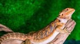 Pet Bearded Dragons Pose Salmonella Danger, CDC Warns | FOX 28 Spokane