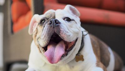 Vocal English Bulldog Begging for Attention Is Cracking People Up