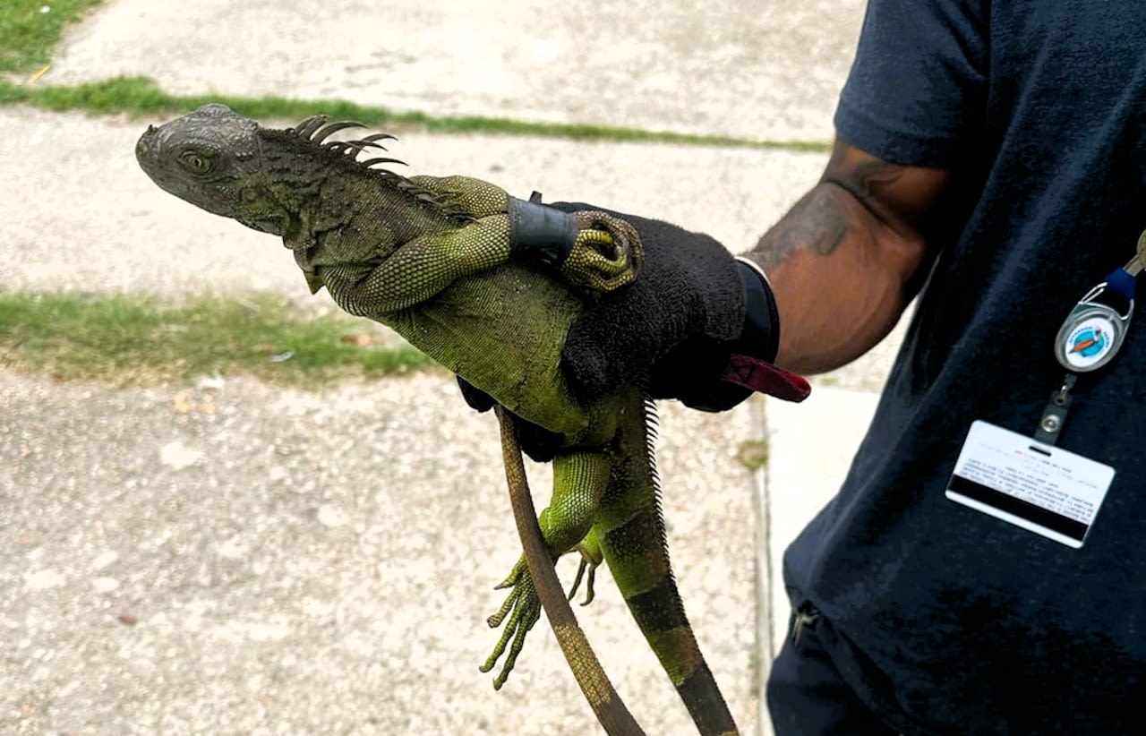 Iguanas with legs bound with electrical tape and zip ties found in Louisiana, Mississippi