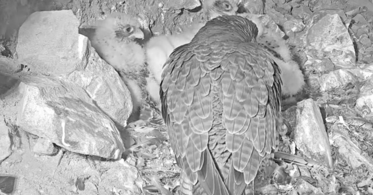 Live camera shows peregrine falcons nesting on Alcatraz Island