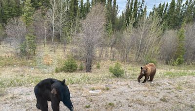 Bad news bears: Bruins being fed on northern highway are becoming problematic