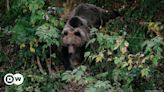Romania approves bear cull increase after hiker death – DW – 07/15/2024