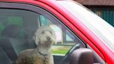 Motoring group urges drivers to make dog welfare ‘a priority’ as temperatures spike