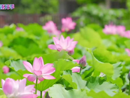 暑趣玩/桃園蓮花季7/1~8/20登場 大啖蓮花料理、周周有賞花主題