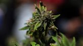 Altria-backed cannabis producer Cronos explores sale
