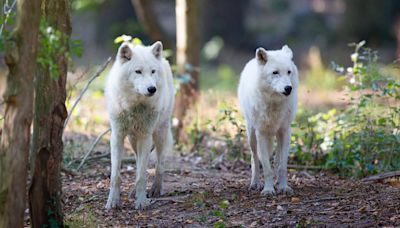 Woman mauled by three wolves launches legal action