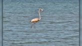 ‘There’s no real precedent for this’: Flamingo spotted on Cape Cod - Boston News, Weather, Sports | WHDH 7News