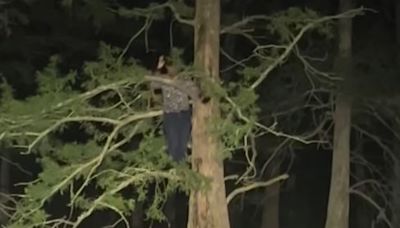 Fisherman rescued after climbing tree to escape alligator