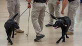 Every (explosive-sniffing) dog has their (graduation) day