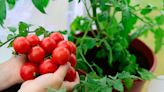 專家分享施肥祕方 可讓番茄果實長得更好