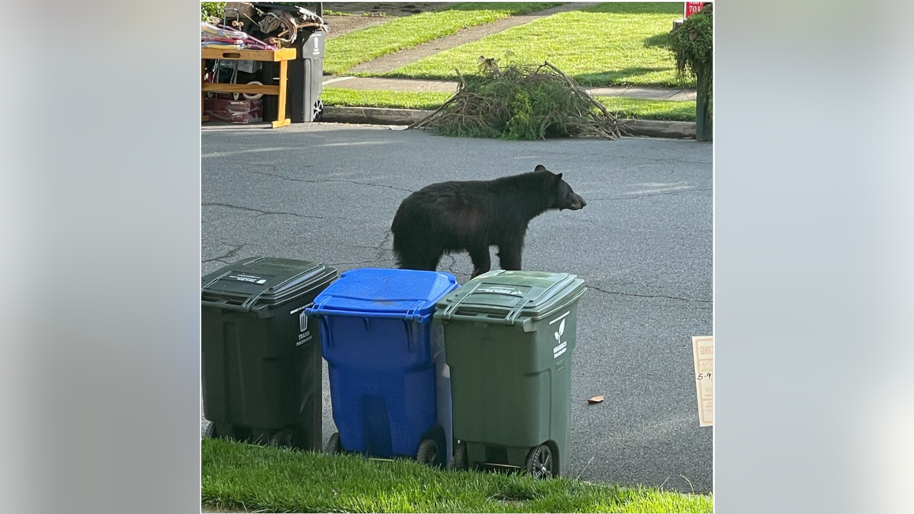 Black bear spotted in Arlington