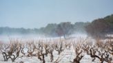 A nice glass of Arctic wine? How the climate crisis is pushing vineyards north