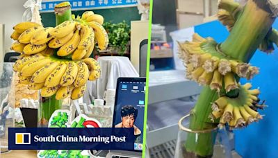 Going bananas? China office workers fight blues by nurturing desktop fruit