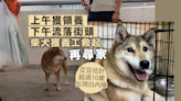 上午獲領養下午流連街上 柴犬獲義工救起再尋家