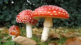 Interest grows in fly agaric—but here's why you shouldn't confuse it with 'magic mushrooms'