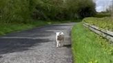 Watch: Pet goat helps rescue loose sheep in Ireland