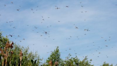 Billions of Dragonflies Swarm Horrified Beachgoers in Rhode Island