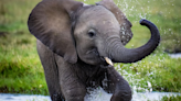 Baby Elephant Getting Pampered at the Toledo Zoo Is Beyond Precious