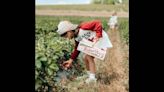 Eckert’s kicks off Strawberry Festival this weekend and other southwestern IL events