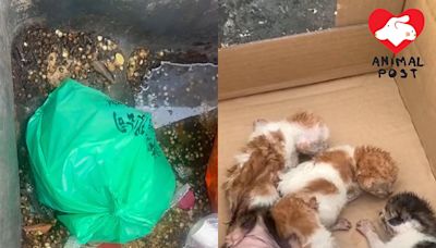 五貓B被當廚餘放打結膠袋丟棄 工人聞哭叫聲發現及時救出 - 香港動物報 Hong Kong Animal Post