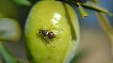 Arranca en Sierra Mágina la campaña de control y tratamiento contra la plaga de la mosca del olivar