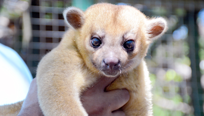 Rare & Exotic Animal Native to Central and South America Found at Washington Rest Stop