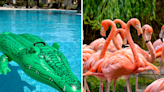 Inflatable crocodiles deployed to fight 'plague of flamingos'