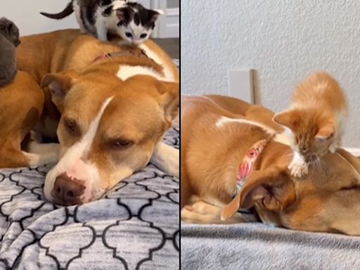 Ginger, la pitbull que se convirtió en la madre perfecta de decenas de gatos bebé