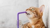 Cat Hilariously Demonstrates Why Plastic Straws Are Banned
