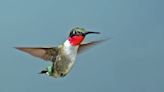 NC hummingbirds are migrating back for spring. When to put out feeders & how to feed