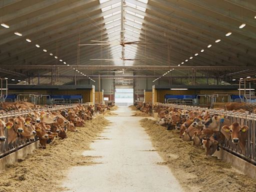 Denmark to bring in world’s first tax on livestock emissions