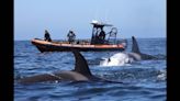 ‘Extremely rare’ white killer whale stuns onlookers off California coast. See Frosty