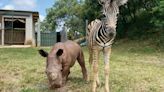 Why this rhino-zebra friendship makes perfect sense