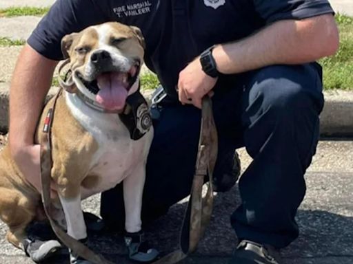 Hansel, el pitbull detector de incendios premeditados que pasó de ser víctima a convertirse en un héroe