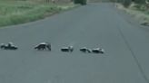 Sheriff helps skunk family cross road