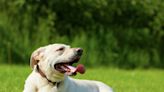 Dogs in London are at greater risk of heatstroke, study finds