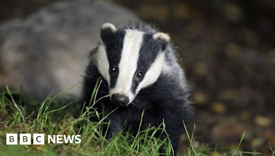 Dales snare trapping inquiry after badger found dead