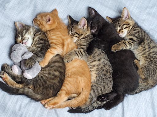 Cats Giving Hugs to Each Other for Treats Couldn't Possibly Be Any Sweeter