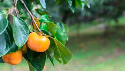 Why a bountiful fruit tree in your garden is a delight until it isn’t