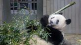 Japón se despide de su querida panda china Xiang Xiang