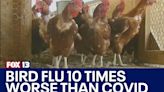 Bird flu mortality rates 10 times worse than COVID