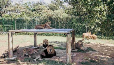 六福村歡慶「45周年」探索猛獸島-自駕遊限量回歸！ 喜上加「喜」！「這位」壽星也滿月慶生 | 蕃新聞